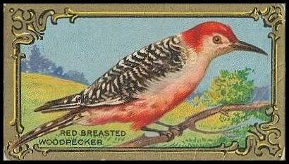 23 Red Breasted Woodpecker